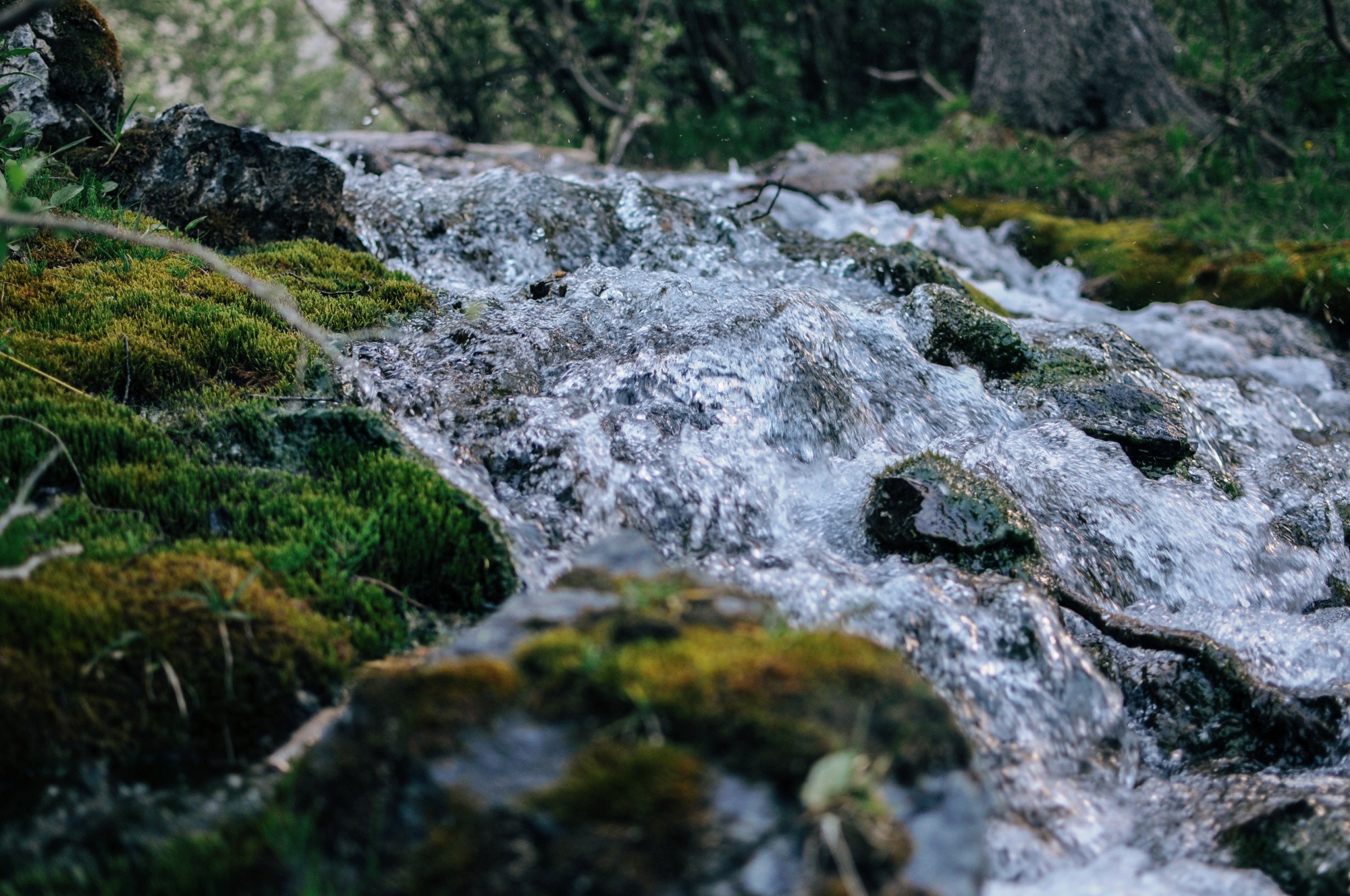 closeup-shot-water-flowing-through-mossy-ground.jpg